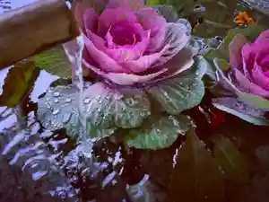 滑川神社 - 仕事と子どもの守り神の手水舎(2022年01月04日(火) 20時24分44秒投稿)