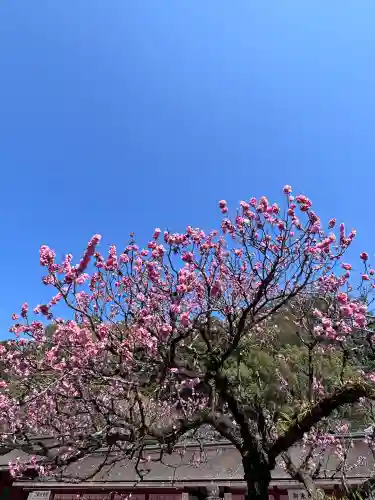太宰府天満宮の{uncategorized: "未分類", other: "その他", undefined: "問題あり", building: "その他建物", grave: "お墓", sacred_gate: "鳥居", guardian: "狛犬", statue: "像", buddha: "仏像", history: "歴史", nature: "自然", garden: "庭園", animal: "動物", pagoda: "塔", temizu: "手水舎", mountain_gate: "山門・神門", sanctuary: "本殿・本堂", subordinate: "末社・摂社", art: "芸術", scenery: "景色", jizo: "地蔵", ema: "絵馬", goshuin: "御朱印", omikuji: "おみくじ", items: "授与品その他", amulet: "お守り", goshuincho: "御朱印帳", eats: "食事", festival: "お祭り", votive_dance: "神楽", shichigosan: "七五三参", wedding: "結婚式", experience: "体験その他", initially: "初詣", around: "周辺", anti_infection: "感染症対策"}