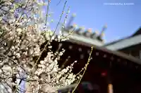 湯島天満宮の自然