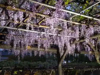 亀戸天神社(東京都)