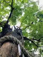 新田神社の自然