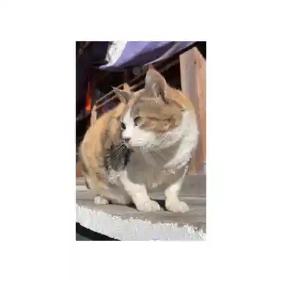 賀茂別雷神社(栃木県)