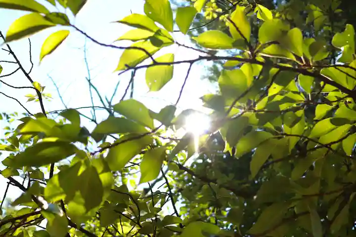 三津厳島神社の自然