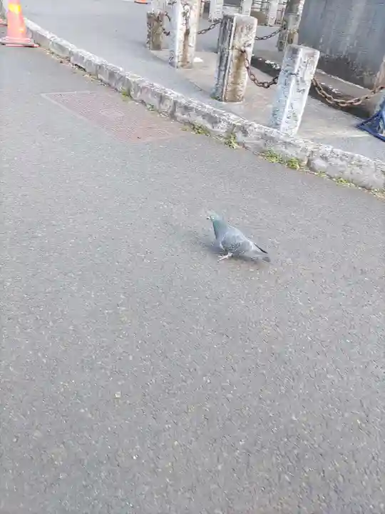 櫻岡大神宮の動物