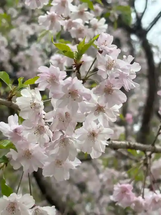 足立山妙見宮(御祖神社)の{uncategorized: "未分類", other: "その他", undefined: "問題あり", building: "その他建物", grave: "お墓", sacred_gate: "鳥居", guardian: "狛犬", statue: "像", buddha: "仏像", history: "歴史", nature: "自然", garden: "庭園", animal: "動物", pagoda: "塔", temizu: "手水舎", mountain_gate: "山門・神門", sanctuary: "本殿・本堂", subordinate: "末社・摂社", art: "芸術", scenery: "景色", jizo: "地蔵", ema: "絵馬", goshuin: "御朱印", omikuji: "おみくじ", items: "授与品その他", amulet: "お守り", goshuincho: "御朱印帳", eats: "食事", festival: "お祭り", votive_dance: "神楽", shichigosan: "七五三参", wedding: "結婚式", experience: "体験その他", initially: "初詣", around: "周辺", anti_infection: "感染症対策"}
