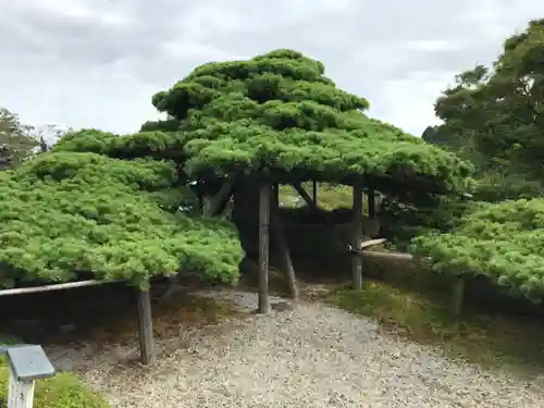 善峯寺の庭園