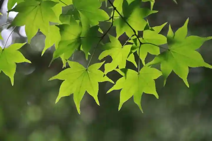 滑川神社 - 仕事と子どもの守り神の自然
