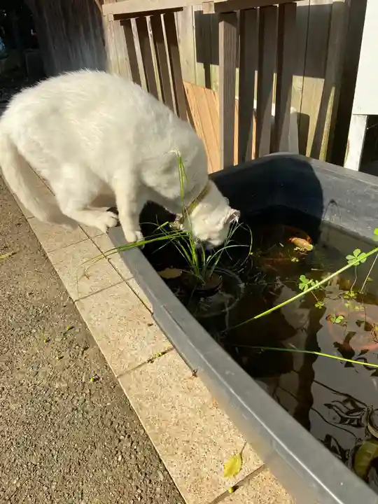府八幡宮の動物
