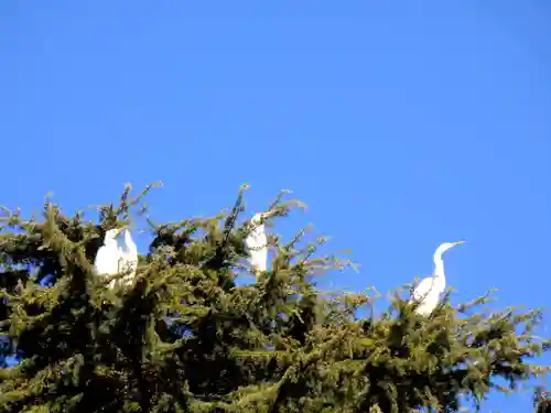 大前神社の動物