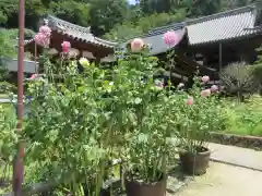 岡寺（龍蓋寺）(奈良県)