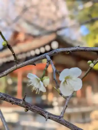 鳩森八幡神社(東京都)