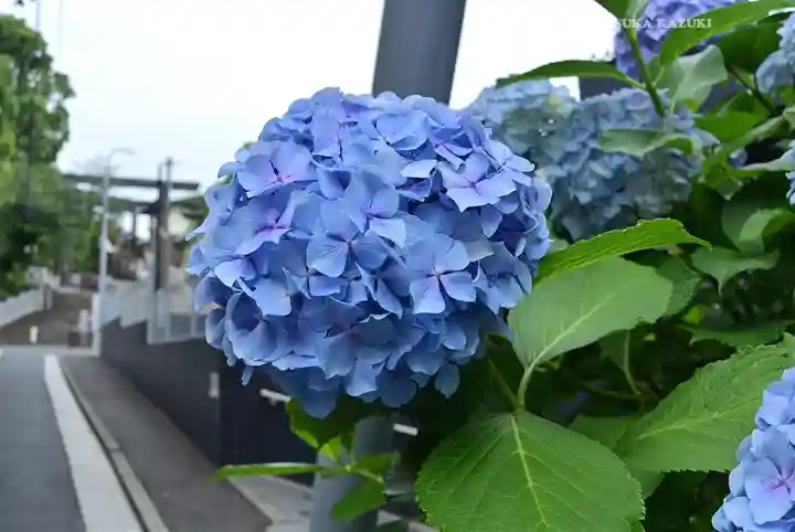 伊勢山皇大神宮(神奈川県)