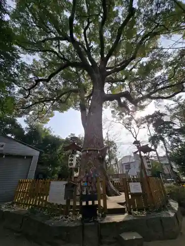 大市八幡神社の{uncategorized: "未分類", other: "その他", undefined: "問題あり", building: "その他建物", grave: "お墓", sacred_gate: "鳥居", guardian: "狛犬", statue: "像", buddha: "仏像", history: "歴史", nature: "自然", garden: "庭園", animal: "動物", pagoda: "塔", temizu: "手水舎", mountain_gate: "山門・神門", sanctuary: "本殿・本堂", subordinate: "末社・摂社", art: "芸術", scenery: "景色", jizo: "地蔵", ema: "絵馬", goshuin: "御朱印", omikuji: "おみくじ", items: "授与品その他", amulet: "お守り", goshuincho: "御朱印帳", eats: "食事", festival: "お祭り", votive_dance: "神楽", shichigosan: "七五三参", wedding: "結婚式", experience: "体験その他", initially: "初詣", around: "周辺", anti_infection: "感染症対策"}