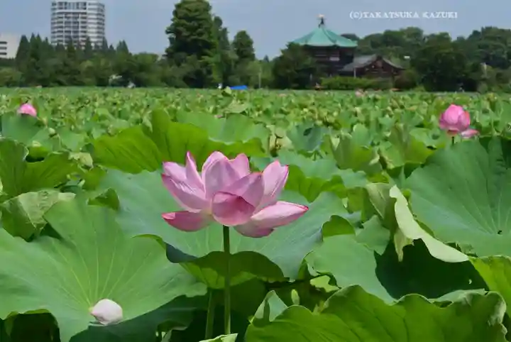 寛永寺不忍池弁天堂(東京都)