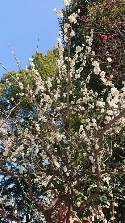 馬橋稲荷神社の自然