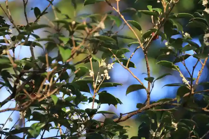 阿久津「田村神社」(郡山市阿久津町)旧社名:伊豆箱根三嶋三社の庭園