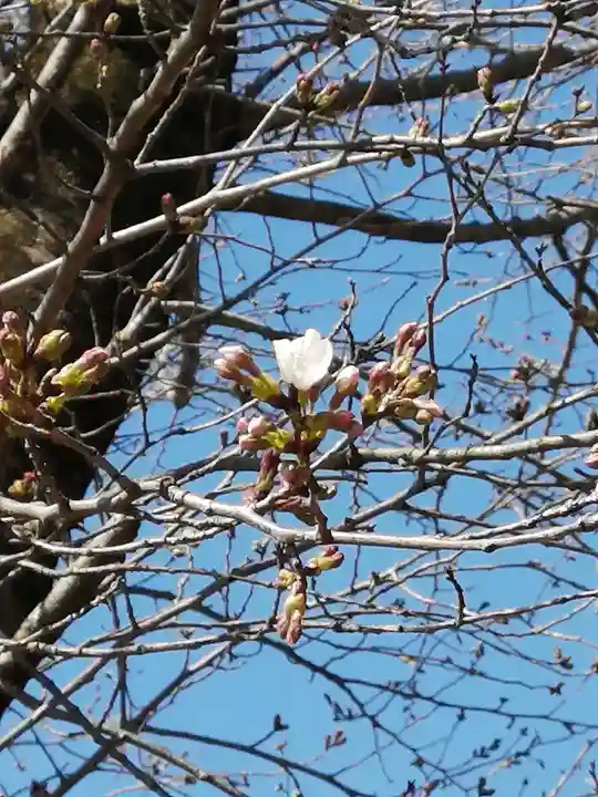 伏木香取神社の自然