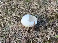 諏訪神社の動物