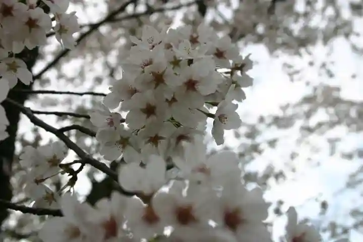 石田神社の自然