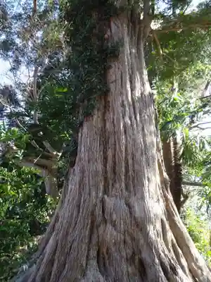 舊城寺(旧城寺)の自然
