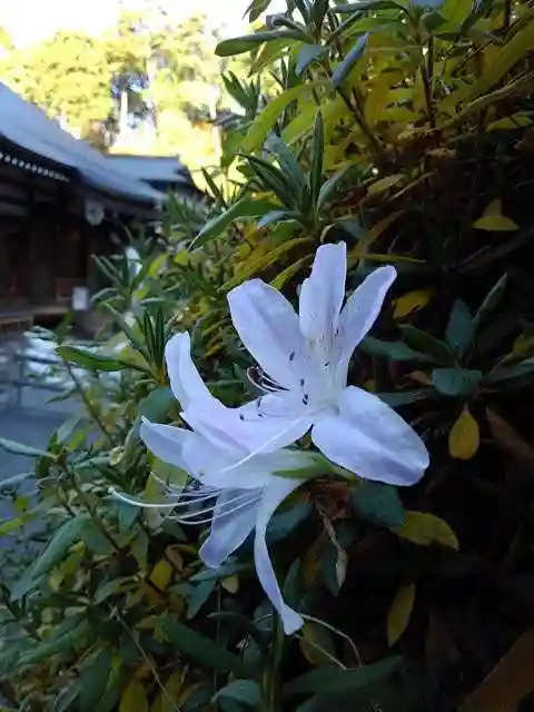 塩船観音寺の庭園