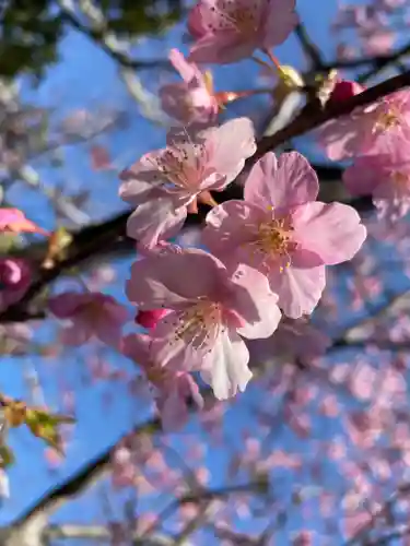 川津来宮神社の自然