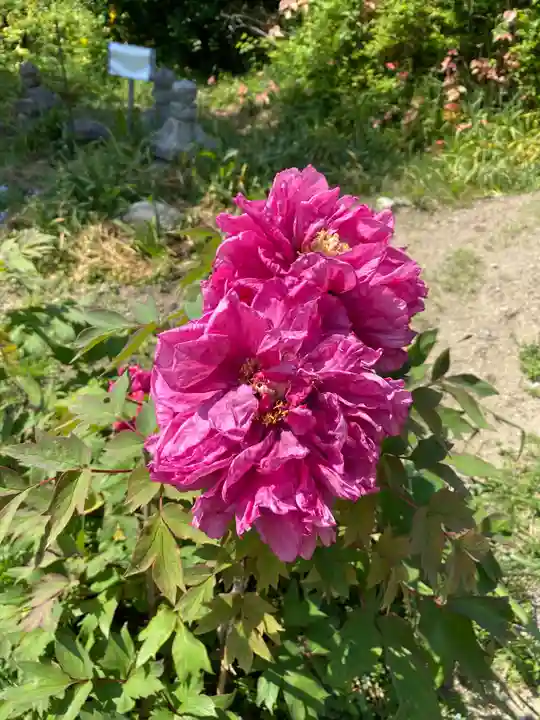 般若寺 ❁コスモス寺❁の自然