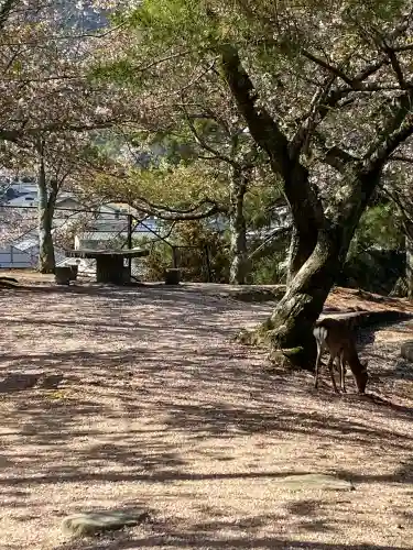 厳島神社の{uncategorized: "未分類", other: "その他", undefined: "問題あり", building: "その他建物", grave: "お墓", sacred_gate: "鳥居", guardian: "狛犬", statue: "像", buddha: "仏像", history: "歴史", nature: "自然", garden: "庭園", animal: "動物", pagoda: "塔", temizu: "手水舎", mountain_gate: "山門・神門", sanctuary: "本殿・本堂", subordinate: "末社・摂社", art: "芸術", scenery: "景色", jizo: "地蔵", ema: "絵馬", goshuin: "御朱印", omikuji: "おみくじ", items: "授与品その他", amulet: "お守り", goshuincho: "御朱印帳", eats: "食事", festival: "お祭り", votive_dance: "神楽", shichigosan: "七五三参", wedding: "結婚式", experience: "体験その他", initially: "初詣", around: "周辺", anti_infection: "感染症対策"}