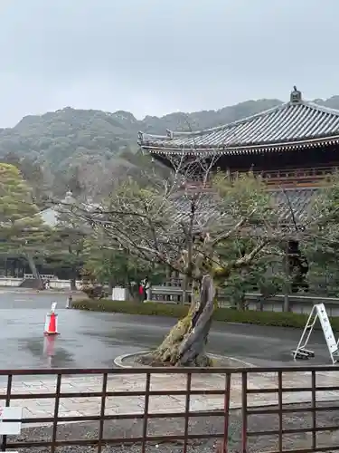 知恩院(京都府)