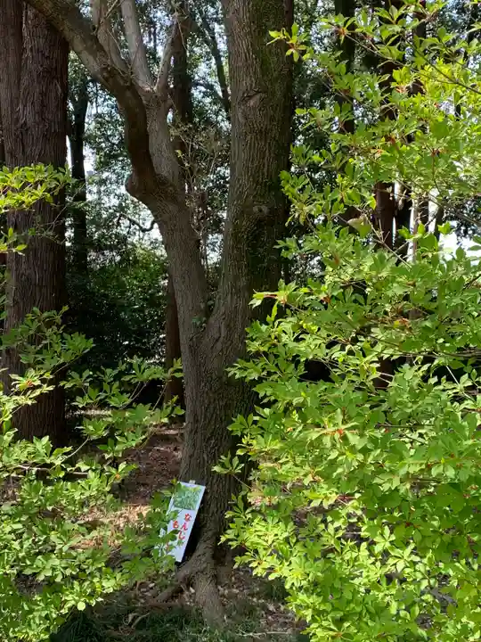 栃木縣護國神社の自然