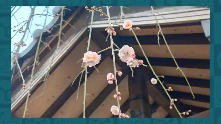 柏神社(千葉県)