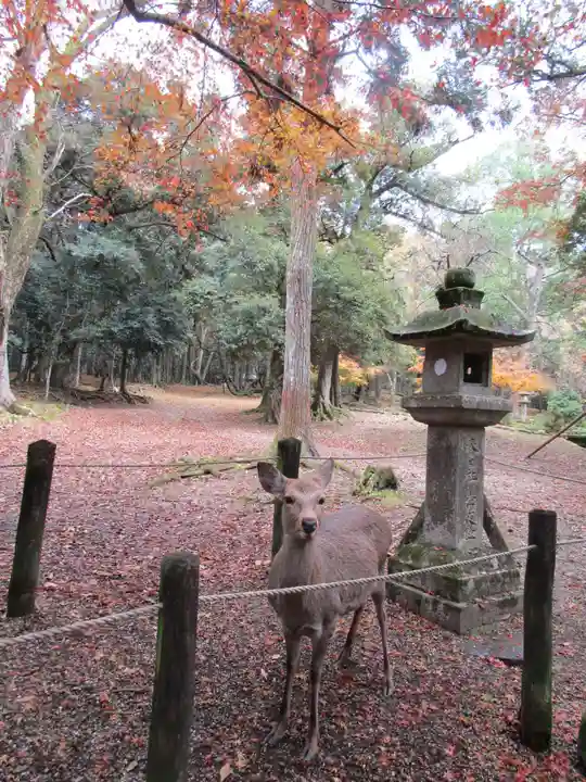 春日大社(奈良県)