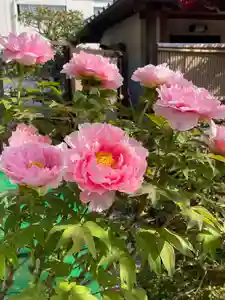 梅香寺(三重県)(2023年04月11日(火) 14時36分22秒投稿)