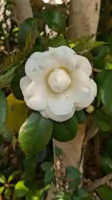 浄安寺(京都府)