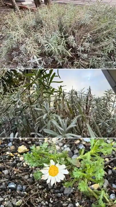 七重浜海津見神社(北海道)