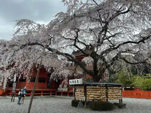 富士山本宮浅間大社の自然