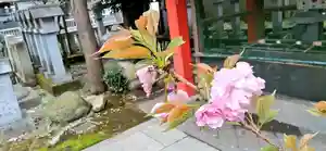 くまくま神社(導きの社 熊野町熊野神社)の自然(2021年03月30日(火) 19時58分13秒投稿)