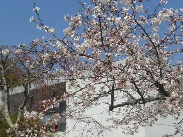鶴岡八幡宮の自然