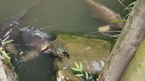 出雲大社北島国造館 出雲教(島根県)