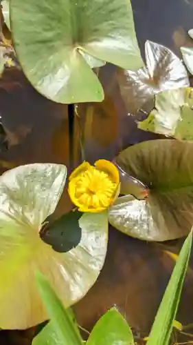 薬王寺の庭園