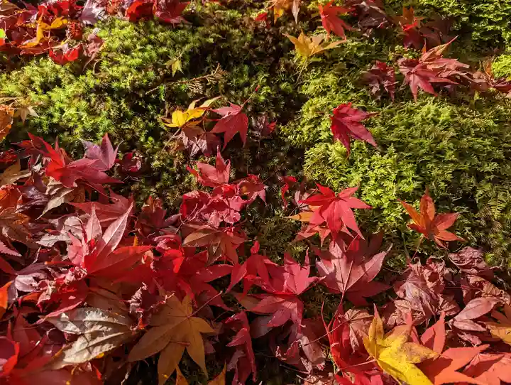 常寂光寺(京都府)
