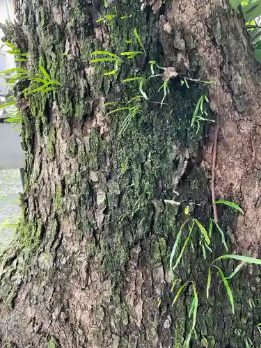 白金龍王社の{uncategorized: "未分類", other: "その他", undefined: "問題あり", building: "その他建物", grave: "お墓", sacred_gate: "鳥居", guardian: "狛犬", statue: "像", buddha: "仏像", history: "歴史", nature: "自然", garden: "庭園", animal: "動物", pagoda: "塔", temizu: "手水舎", mountain_gate: "山門・神門", sanctuary: "本殿・本堂", subordinate: "末社・摂社", art: "芸術", scenery: "景色", jizo: "地蔵", ema: "絵馬", goshuin: "御朱印", omikuji: "おみくじ", items: "授与品その他", amulet: "お守り", goshuincho: "御朱印帳", eats: "食事", festival: "お祭り", votive_dance: "神楽", shichigosan: "七五三参", wedding: "結婚式", experience: "体験その他", initially: "初詣", around: "周辺", anti_infection: "感染症対策"}