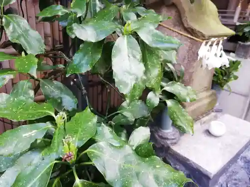 荏原金刀比羅神社の自然