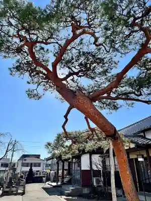 海蔵寺(東京都)
