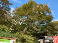 普門寺(切り絵御朱印発祥の寺)(愛知県)