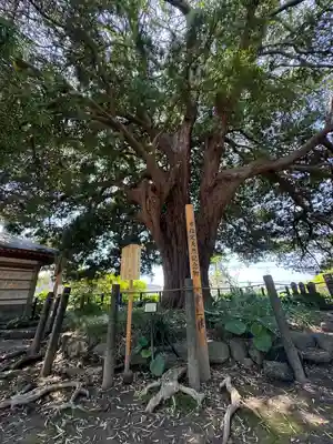安養院　(田代寺）(神奈川県)