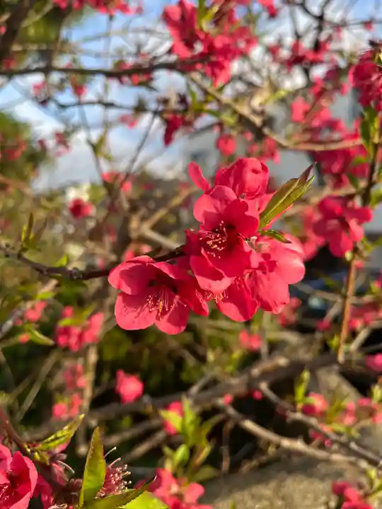 宝壽山 吉祥院の自然