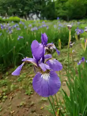 妙法寺(東京都)