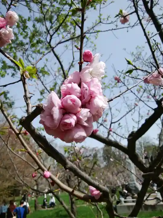 北海道神宮の自然