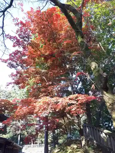 唐澤山神社の自然